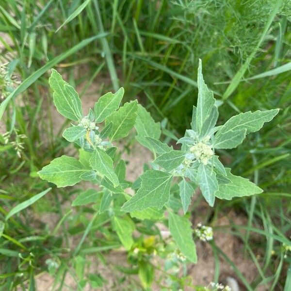 Chenopodium ficifolium 葉