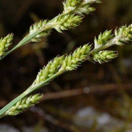 Carex canescens फूल