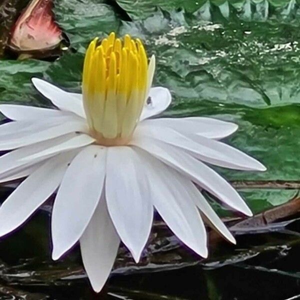 Nymphaea lotus 花