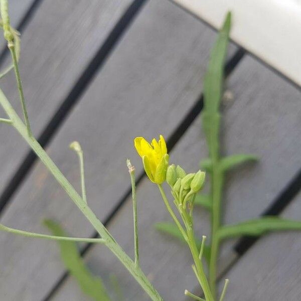 Diplotaxis viminea Flor