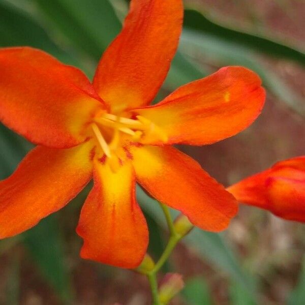 Crocosmia × crocosmiiflora Lorea