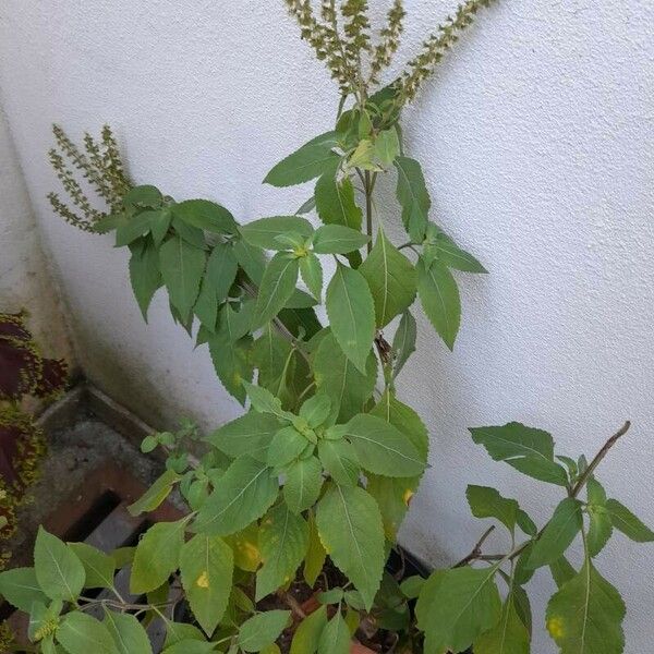 Ocimum gratissimum Leaf