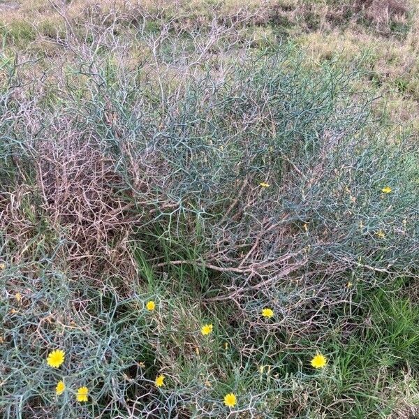 Launaea arborescens Habit