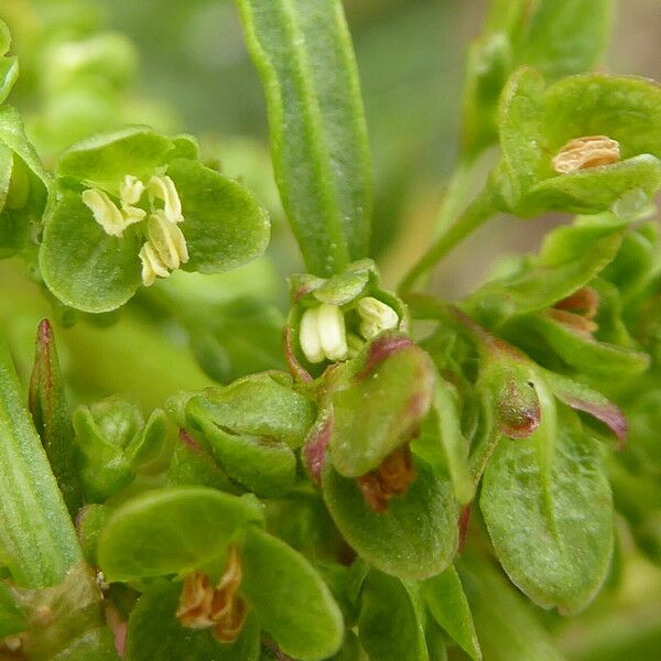 Rumex crispus Kwiat