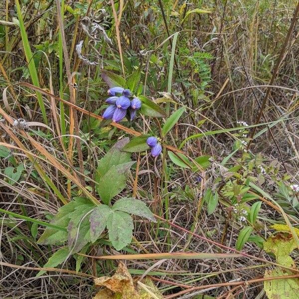 Gentiana andrewsii Fiore