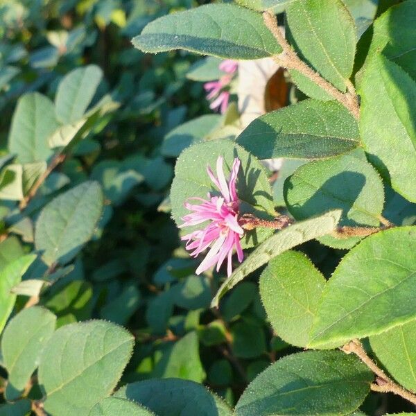 Loropetalum chinense Blomma