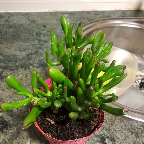 Crassula ovata Hostoa