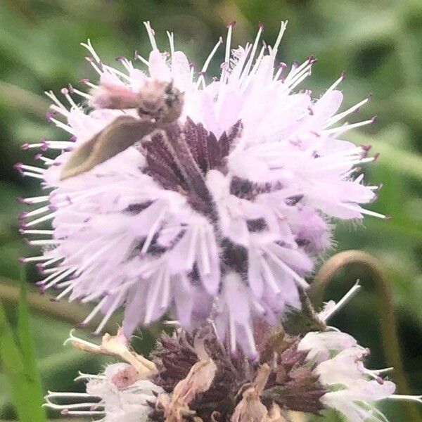 Mentha pulegium Flower