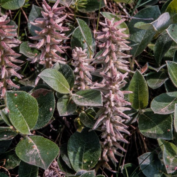 Salix glauca Çiçek