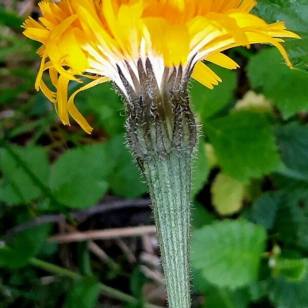 Leontodon hispidus Flower