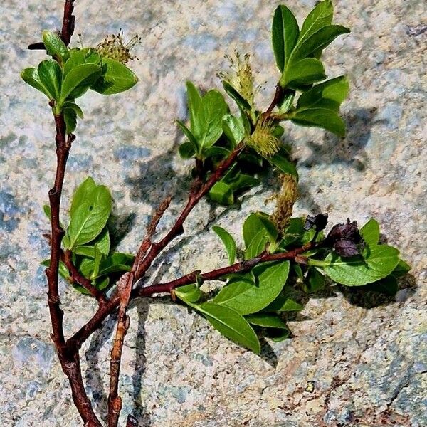 Salix myrsinifolia Folha