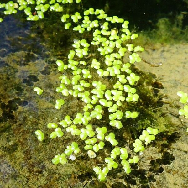 Lemna gibba Natur