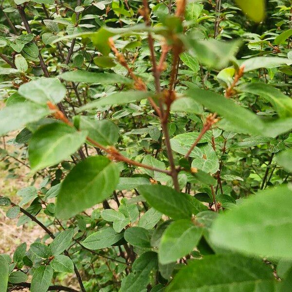 Shepherdia canadensis Rhisgl