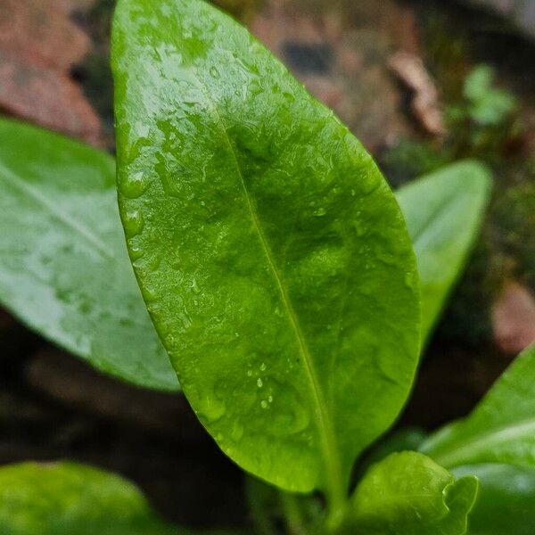 Samolus valerandi Feuille