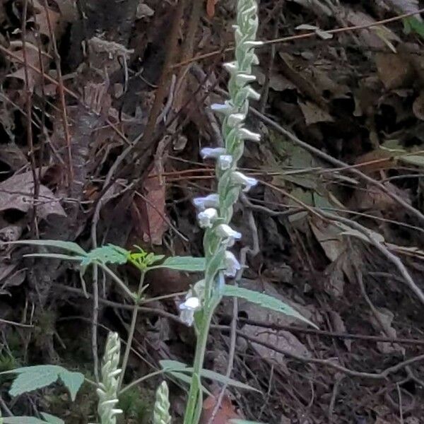 Spiranthes vernalis Kvet