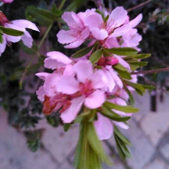 Prunus tenella Blüte