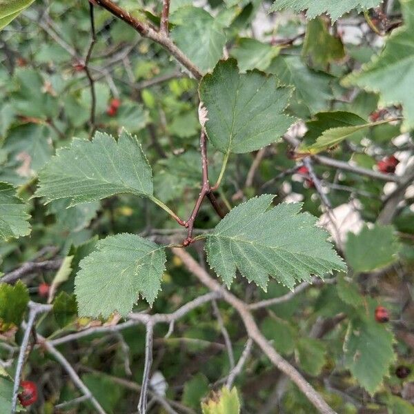 Crataegus douglasii Folha