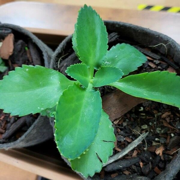 Kalanchoe ceratophylla Листок