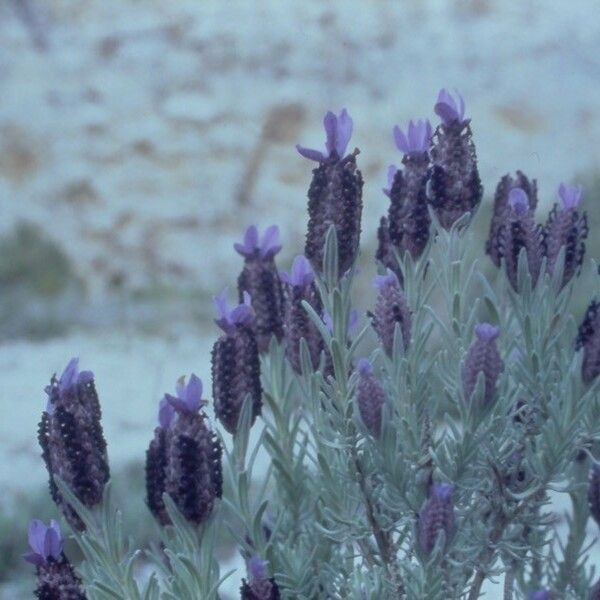 Lavandula stoechas Çiçek