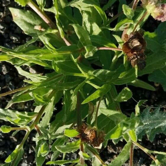 Calendula tripterocarpa ᱥᱟᱠᱟᱢ