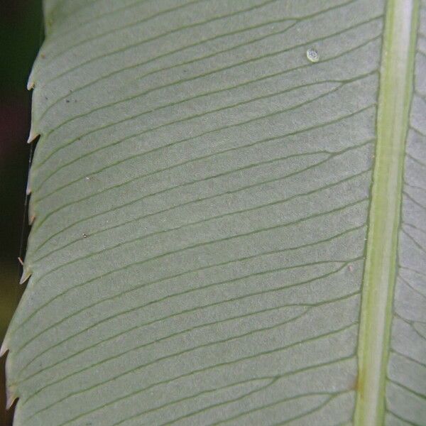 Stenochlaena tenuifolia পাতা