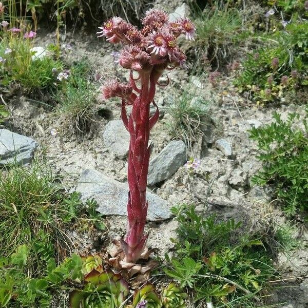 Sempervivum tectorum عادت داشتن