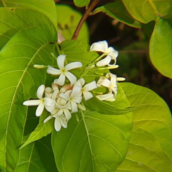 Holarrhena pubescens Flower