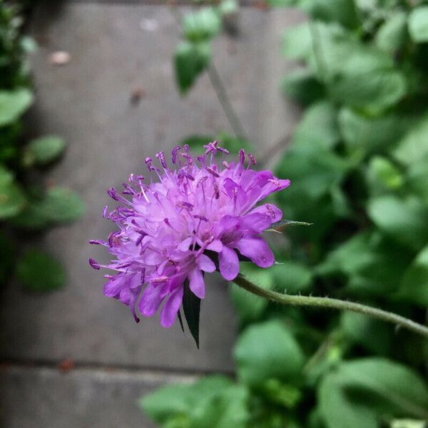 Knautia dipsacifolia Kwiat