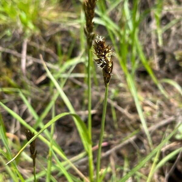 Carex disticha Žiedas