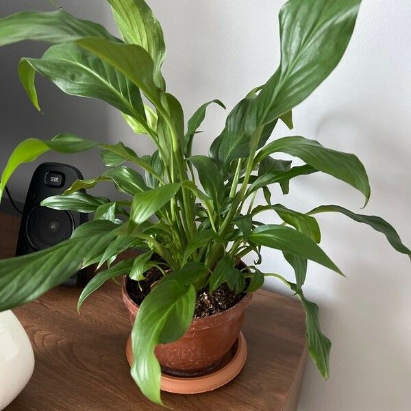 Spathiphyllum floribundum Lapas