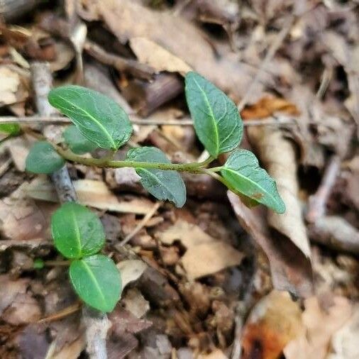 Mitchella repens Blad