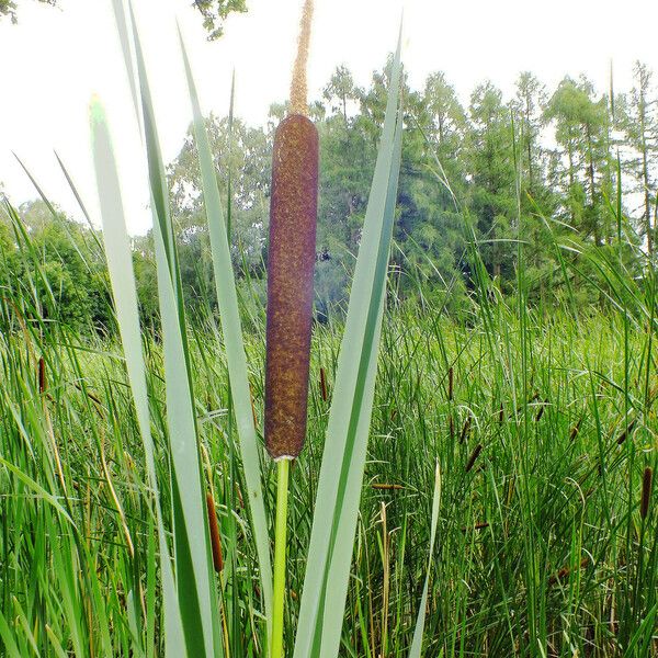 Typha angustifolia Frutto