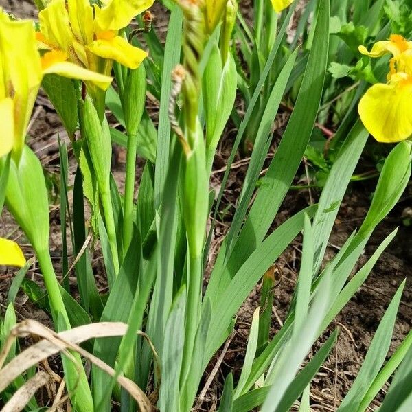 Iris pumila ᱥᱟᱠᱟᱢ