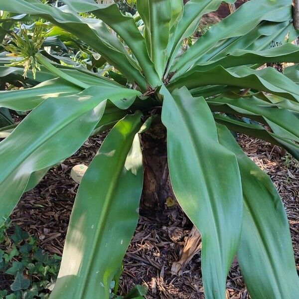 Crinum asiaticum Hábito