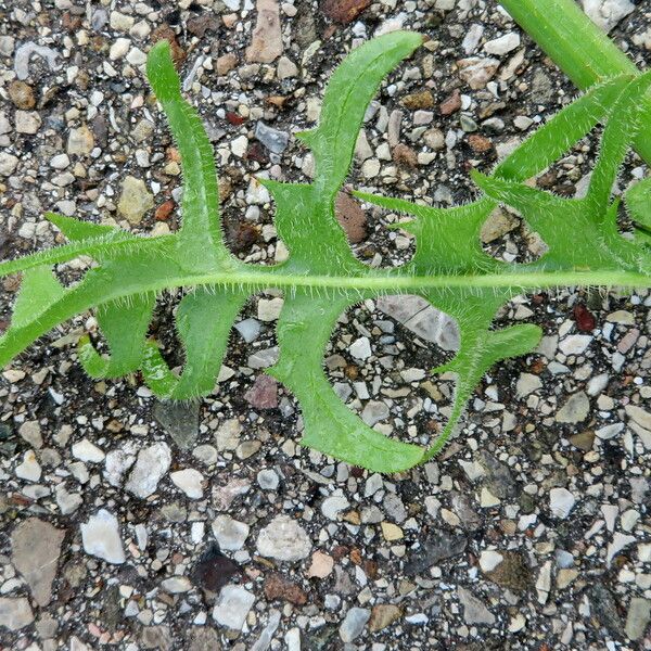 Crepis biennis Fulla