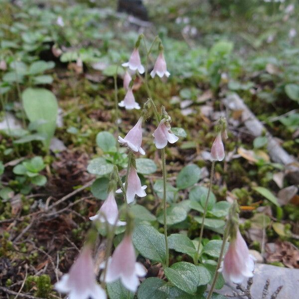 Linnaea borealis Квітка