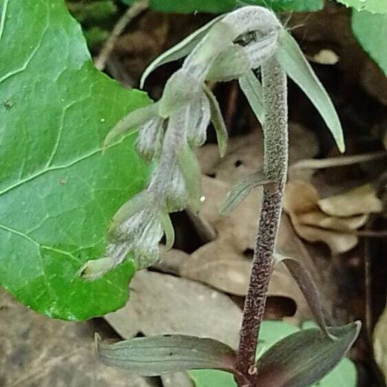 Epipactis microphylla 花