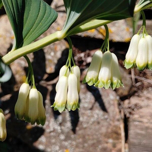 Polygonatum multiflorum Virág