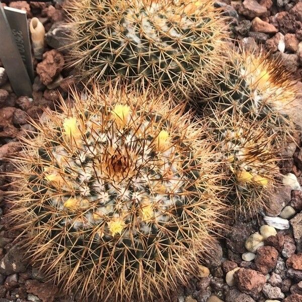 Mammillaria crucigera Кветка