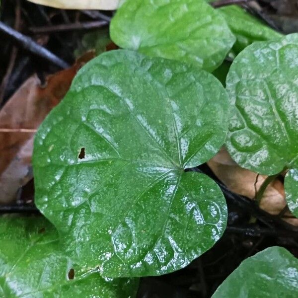 Centella asiatica 叶