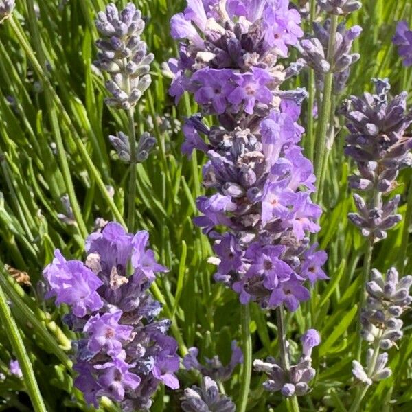 Lavandula angustifolia ফুল