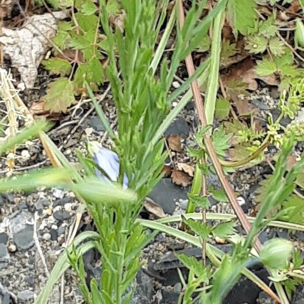 Linum perenne Leaf