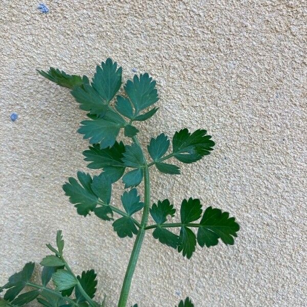 Oenanthe crocata Blad