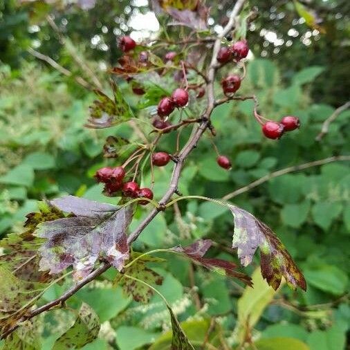 Crataegus succulenta Meyve