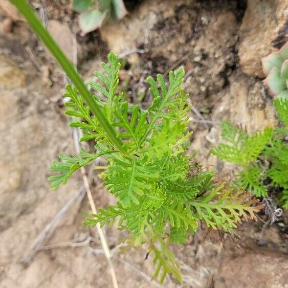 Lavandula canariensis Leaf