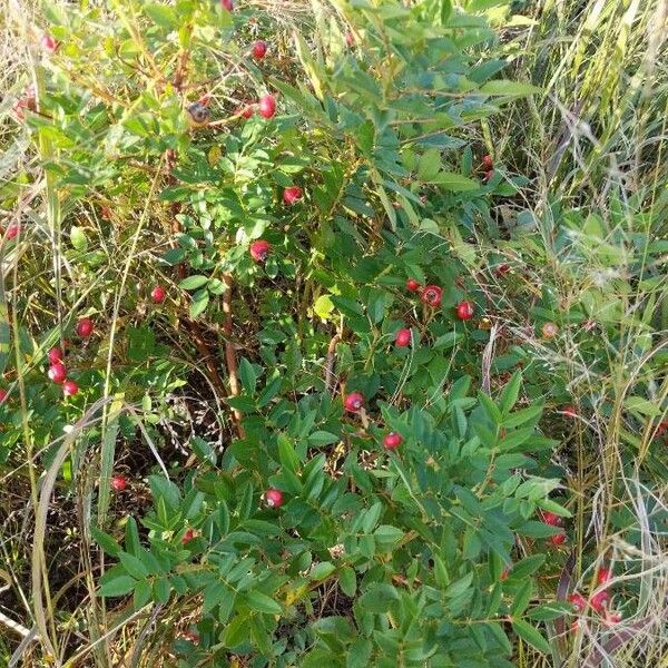 Rosa palustris Habitus