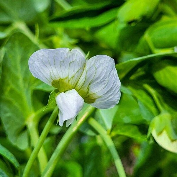 Lathyrus oleraceus Kukka