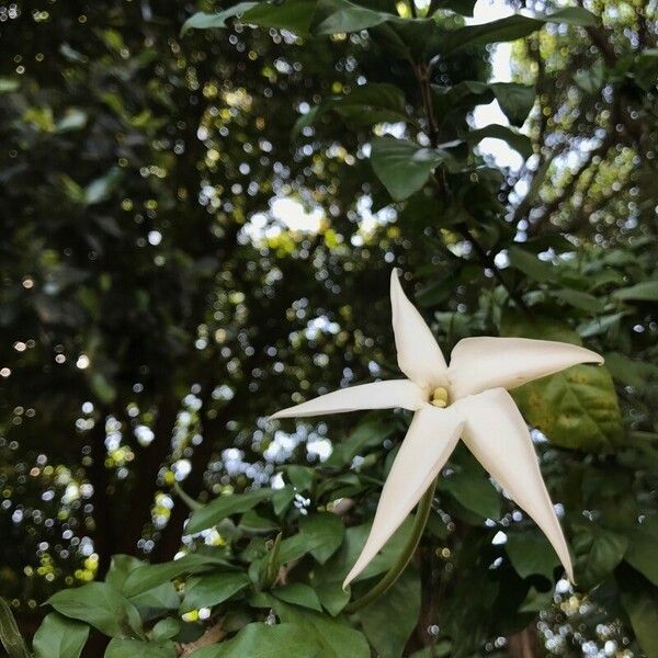 Rosenbergiodendron formosum Λουλούδι