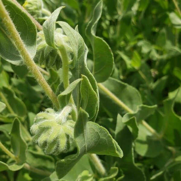 Helianthus mollis Blad