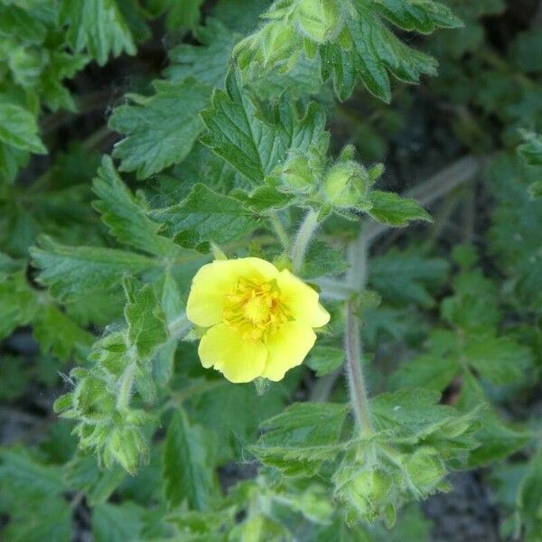 Potentilla recta Flower